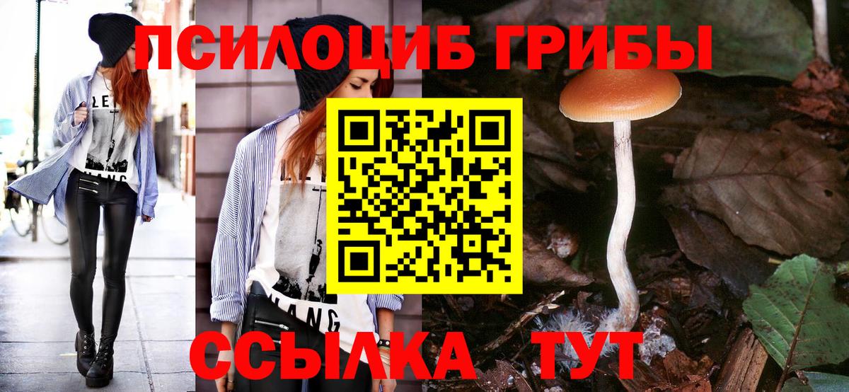 Галлюциногенные грибы Psilocybe Бердск